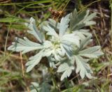 Potentilla impolita. Верхушка растения. Украина, г. Запорожье, балка Щавелевая, северо-восточная часть, степь. 08.05.2017.