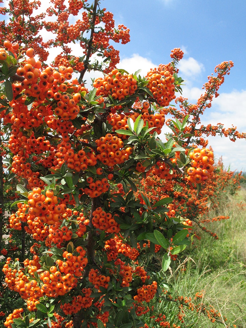 Изображение особи Pyracantha coccinea.