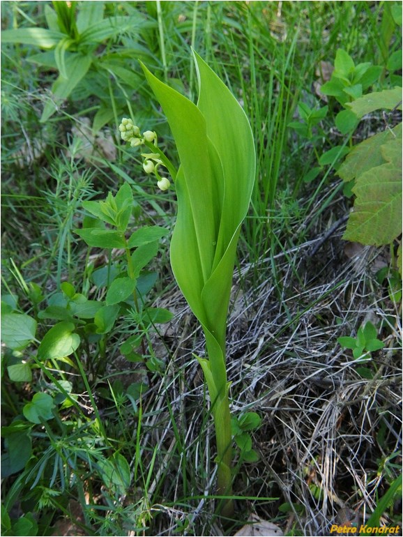 Изображение особи Convallaria majalis.