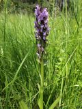 Dactylorhiza incarnata. Верхняя часть цветущего растения. Беларусь, Минская обл., Минский р-н, окр. агрогородка Ждановичи, луг у водохранилища Дрозды. 17.06.2017.