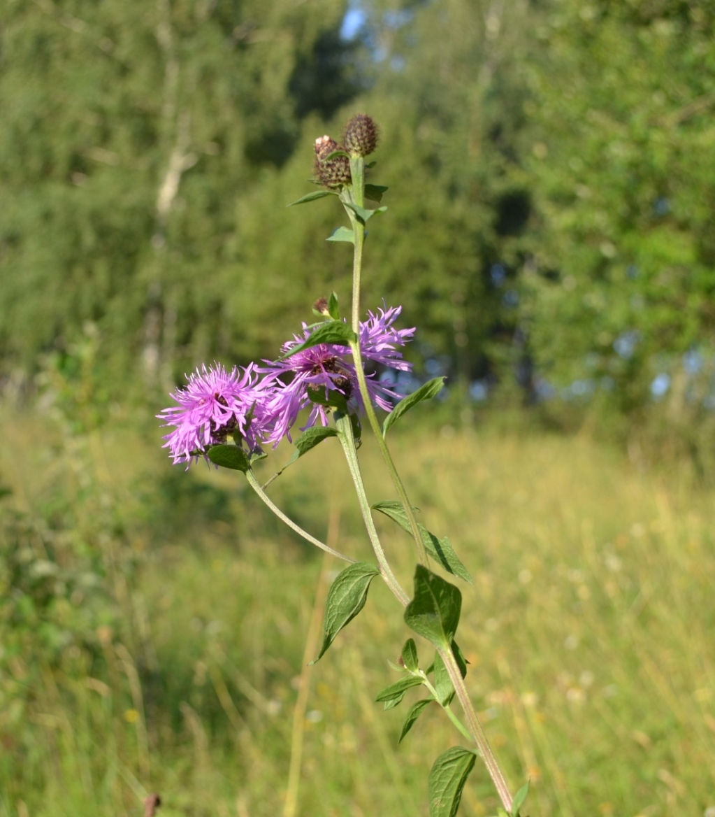 Изображение особи Centaurea phrygia.