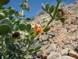 Zygophyllum iliense. Побеги с цветками и бутонами. Казахстан, вост. предгорья хр. Каратау, сев. кромка котловины оз. Кызылколь, галечниковые наносы на пестроцветах на склоне юго-зап. экспозиции. 25 апреля 2017 г.