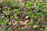 Viola mirabilis