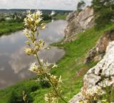 Silene klokovii. Соцветие. Средний Урал, Свердловская обл., городской округ Первоуральск, окр. с. Слобода, правый берег р. Чусовая, кромка известняковой скалы. 15.07.2017.