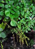 Chiastophyllum oppositifolium. Отцветающее растение (справа видны побеги цветущего Sedum stoloniferum). Адыгея, пос. Каменномостский, Хаджохская теснина, на скале. 03.07.2017.