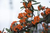 Pyracantha angustifolia. Часть ветви с созревшими плодами. Краснодарский край, г. Сочи, Лазаревский р-н, пос. Дагомыс, в культуре. 20.11.2017.