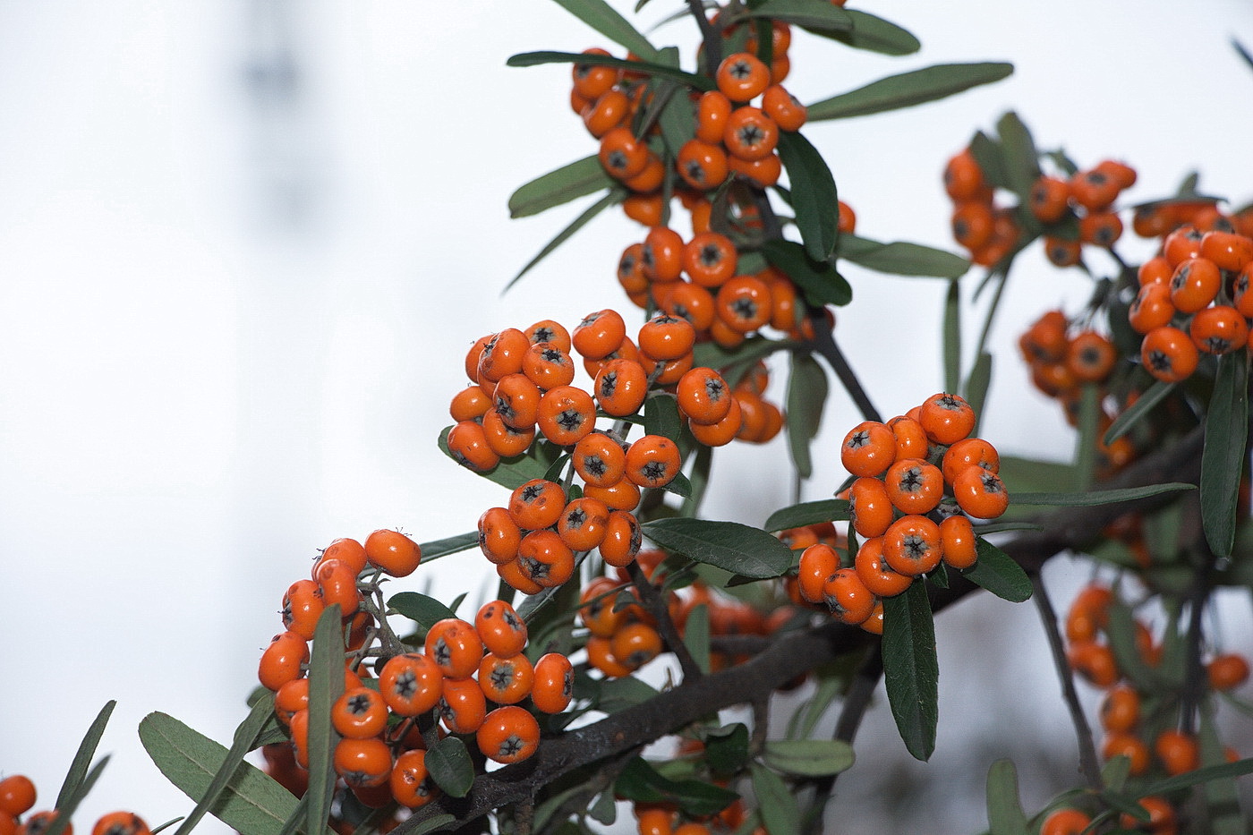 Изображение особи Pyracantha angustifolia.