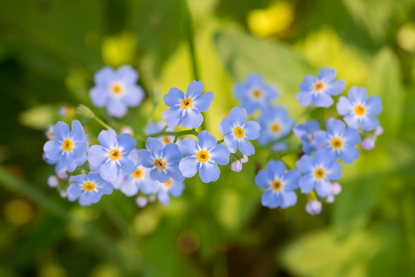 Изображение особи Myosotis palustris.