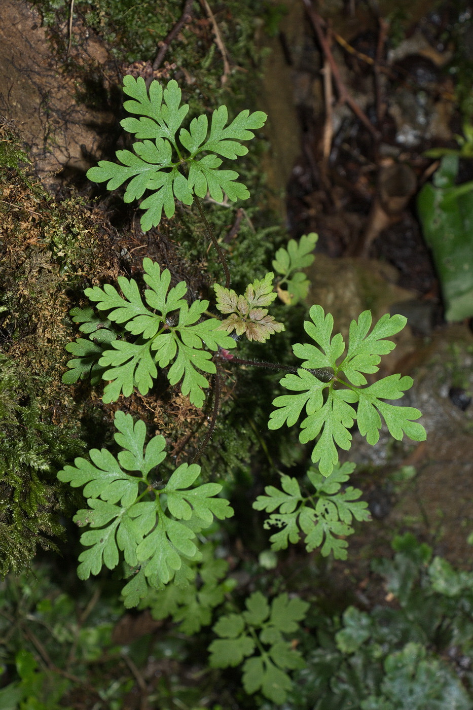 Изображение особи Geranium robertianum.