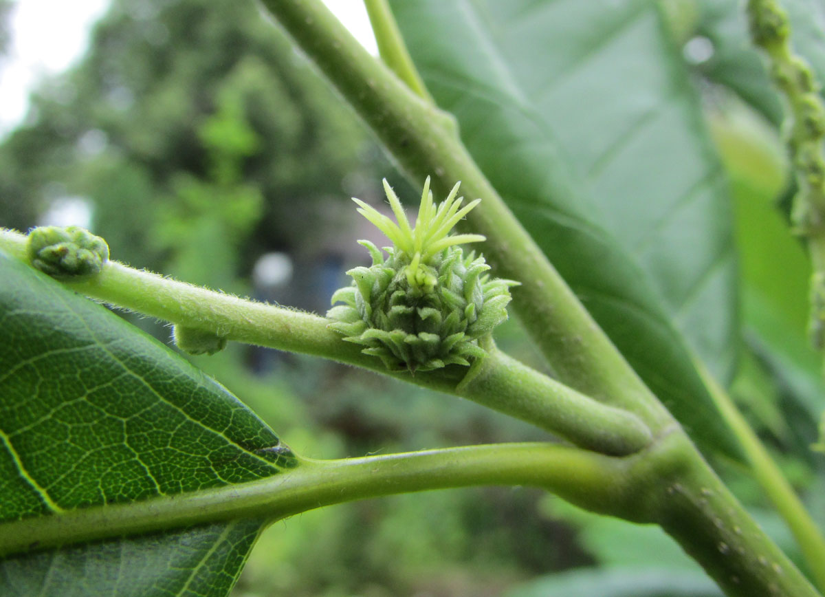 Изображение особи Castanea mollissima.