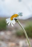 Anthemis saportana. Верхушка побега с соцветием. Кабардино-Балкария, Эльбрусский р-н, окр. оз. Сылтранкёль, ≈ 3300 м н.у.м., каменная осыпь. 05.08.2019.