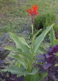 Canna indica