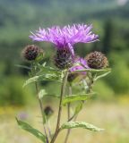 Centaurea pseudophrygia. Верхушка цветущей веточки с питающейся тлёй. Пермский край, Кунгурский р-н, окр. деревни Белая Гора, разнотравный луг. 18.07.2020.