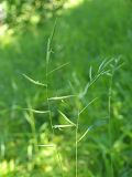 Brachypodium pinnatum