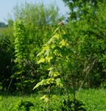 Acer platanoides