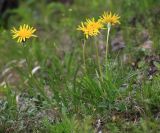 Scorzonera radiata. Цветущие растения. Приморский край, окр. г. Дальнегорск, падь Партизанская, известняковый каменистый склон с травянистой растительностью. 11.06.2022.