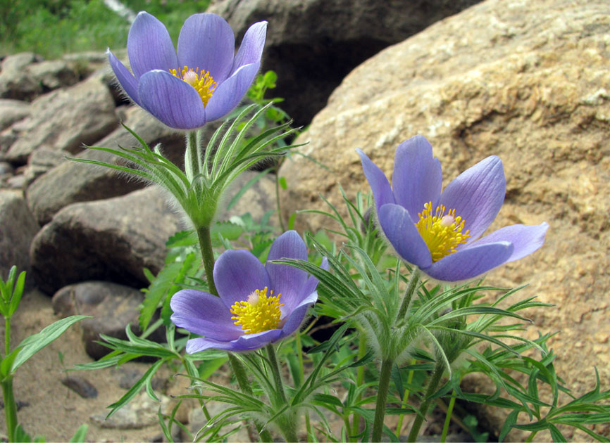 Изображение особи Pulsatilla multifida.