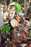 genus Nepenthes. Ловчий кувшинчик. Малайзия, штат Саравак, национальный парк \"Бако\". 30.04.2008.