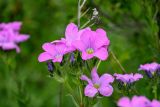 Linum hypericifolium