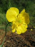 Papaver nudicaule