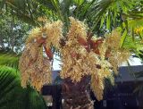 Trachycarpus fortunei. Верхушка растения с соцветиями и основаниями листьев. Краснодарский край, м/о Анапа, пос. Витязево, наб. Паралия, в озеленении. 28.05.2021.