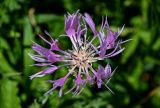 Centaurea willdenowii