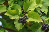 Crataegus chlorosarca. Верхушка побега с соплодием. Сахалин, г. Южно-Сахалинск, в культуре. 25.08.2023.