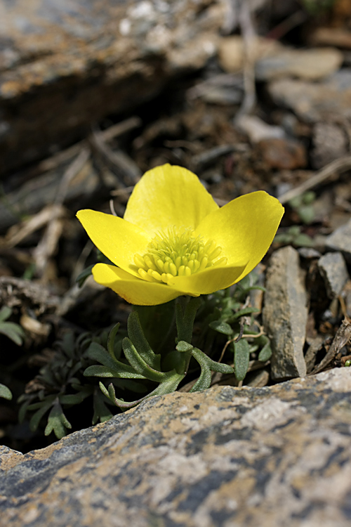 Изображение особи Anemone petiolulosa.