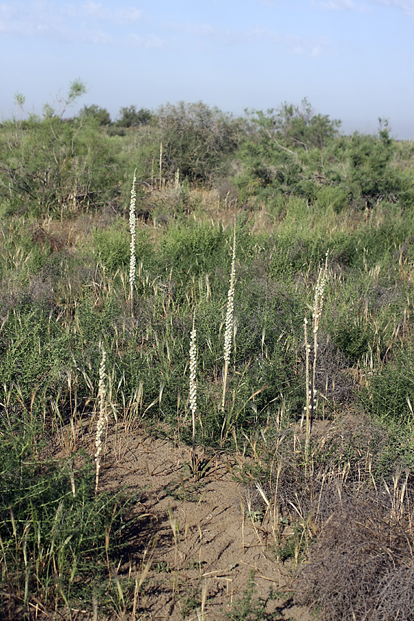 Изображение особи Eremurus inderiensis.