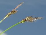 Carex ericetorum. Верхушки побегов с отцветающими соцветиями. Псковская обл., Себежский р-н, близ дер. Песчанка, сухой сосняк. 21.05.2009.