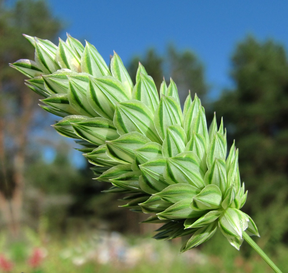 Изображение особи Phalaris canariensis.