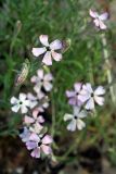 Silene guntensis. Цветки. Южный Казахстан, хр. Каржантау, верховья ущ. Кызылбулак, 1300 м н.у.м. 08.06.2013.