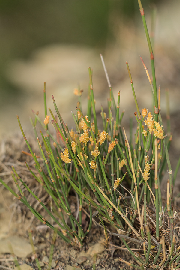 Изображение особи Ephedra distachya.