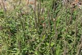 Veronica spicata