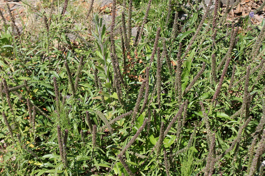 Image of Veronica spicata specimen.