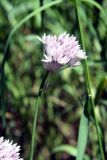 Allium umbilicatum