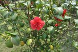 Camellia japonica. Ветви с цветками. Южный Китай. Окр. пещеры Цилян (Qiliang). Апрель 2015 г.