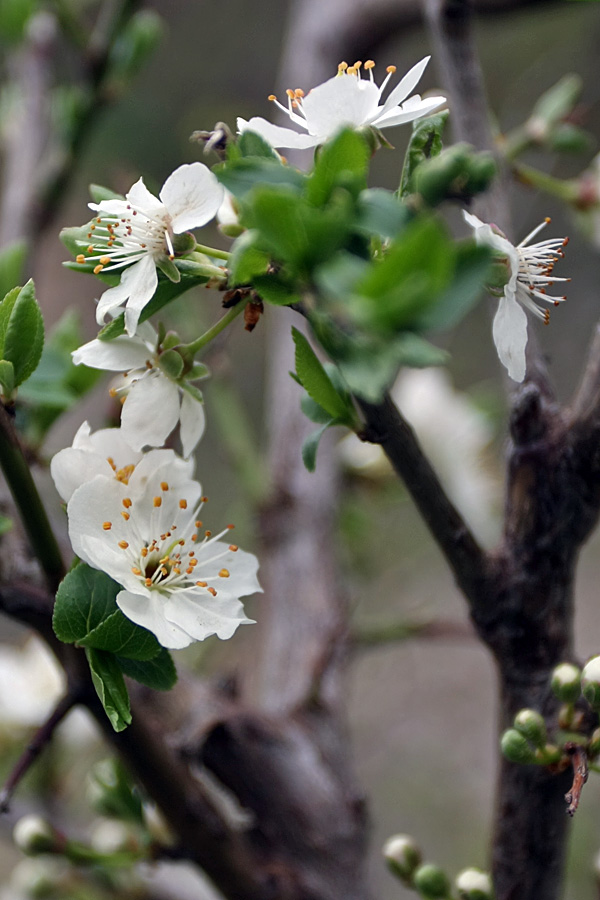 Изображение особи Malus sieversii.