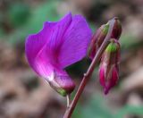 Lathyrus vernus. Верхушка соцветия. Краснодарский край, Сочи, окр. Адлера, широколиственный лес. 28.02.2015.