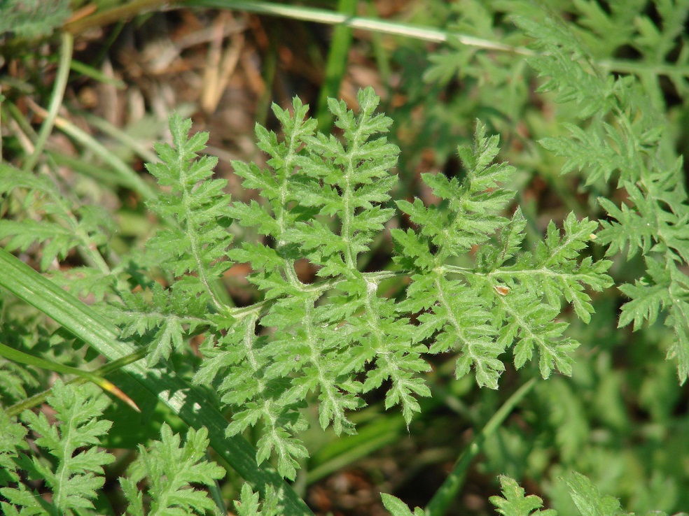 Изображение особи Artemisia tanacetifolia.