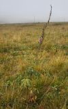 Aconitum leucostomum. Цветущее и плодоносящее растение на выпасаемом лугу в горно-лесном поясе. Алтай, Семинский перевал. 25.08.2009.