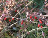 Berberis thunbergii