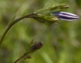 Campanula patula