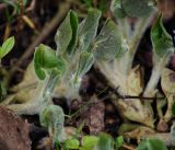 Asarum europaeum