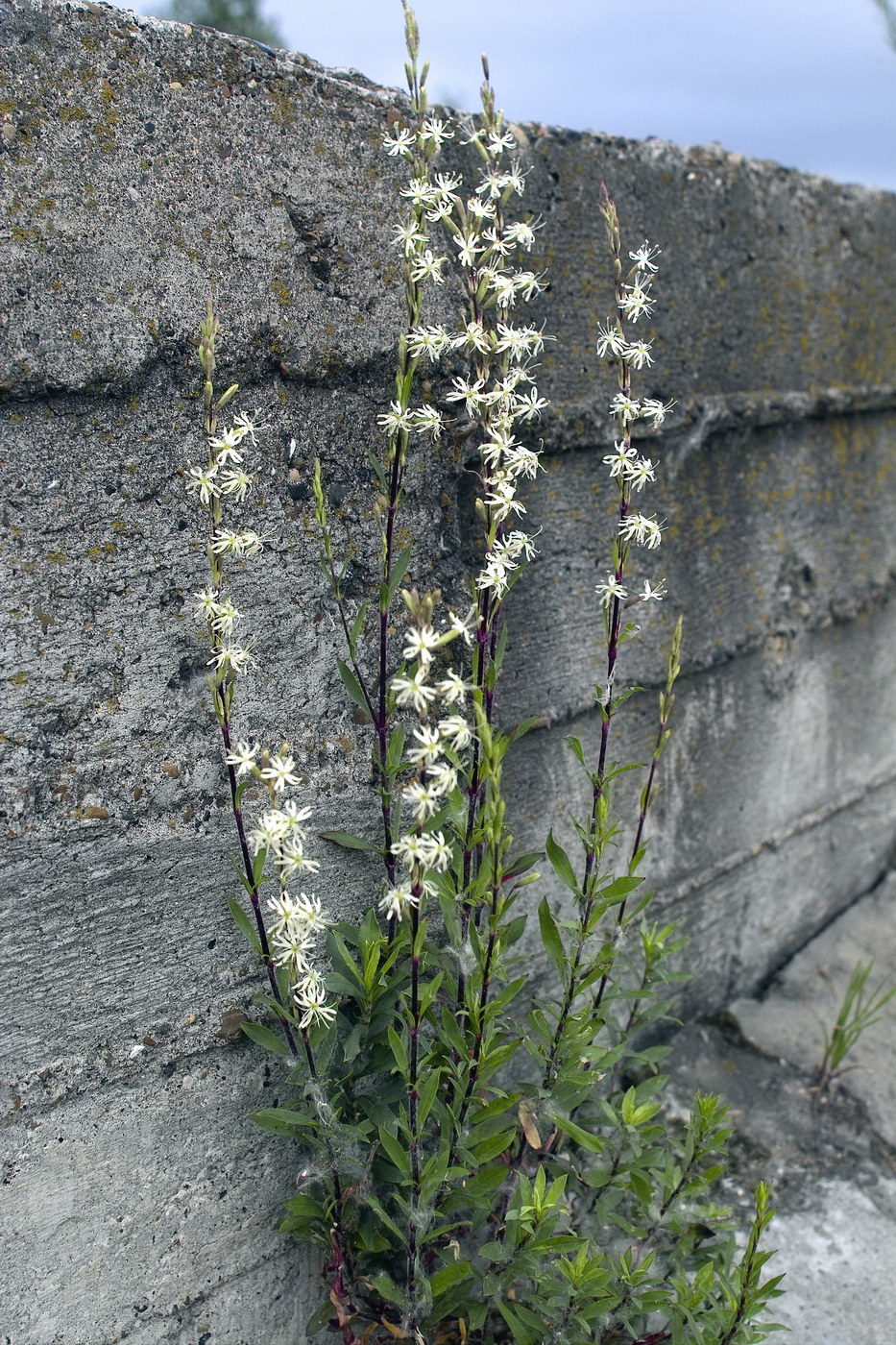 Изображение особи Silene tatarica.