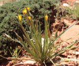 Scorzonera tuberosa