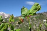 Vaccinium myrtillus