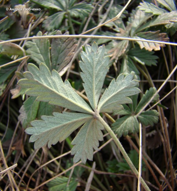 Изображение особи Potentilla argentea.