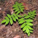 Sorbus aucuparia