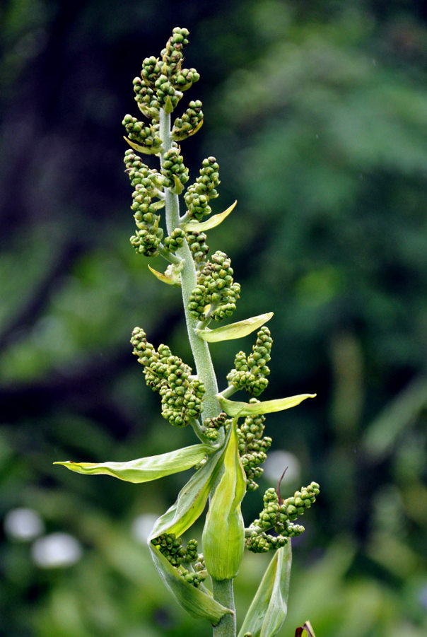 Изображение особи Veratrum lobelianum.